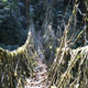 Illustration for article titled This ancient bridge is engineered from living trees